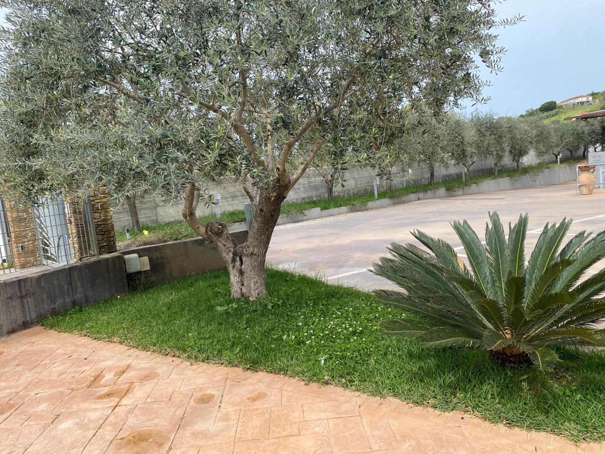 Miro' Agropoli Bed & Breakfast エクステリア 写真